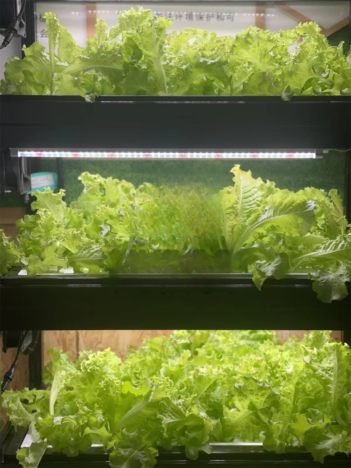 Indoor Home Smart Led Aquaponi - Aquaponics Home Kit incelemesi ve fiyatı