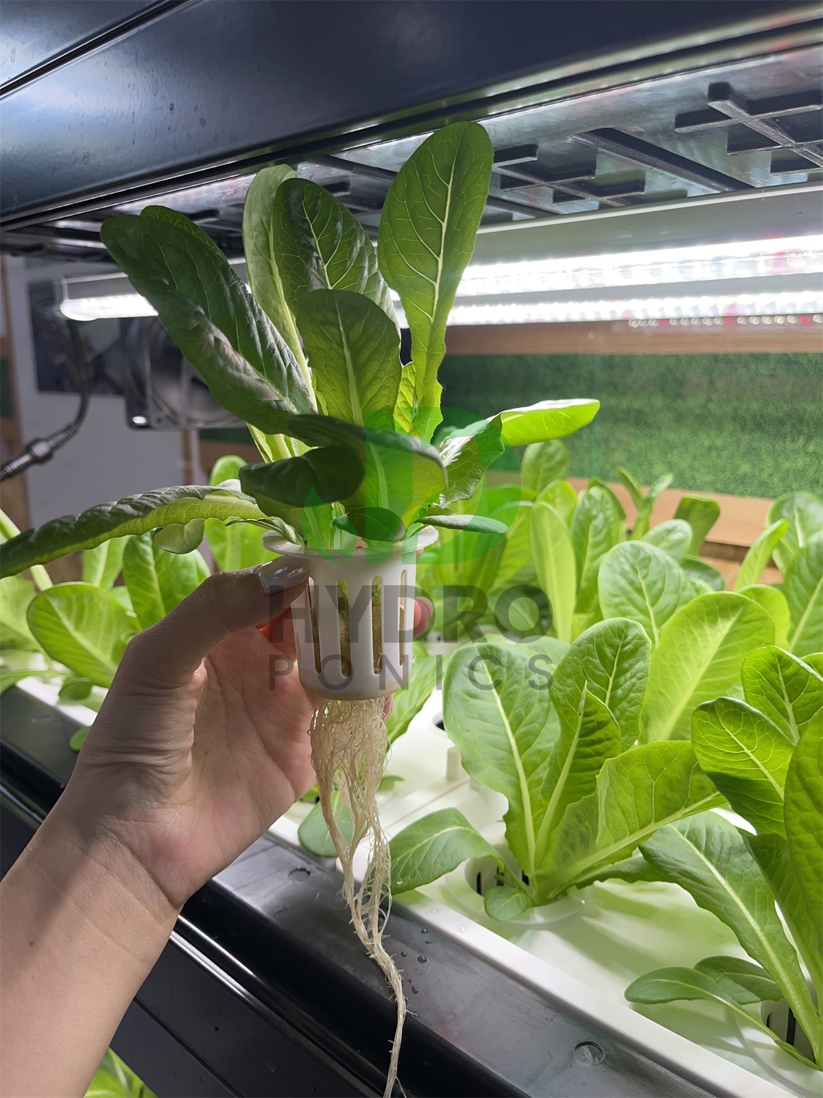 Indoor Home Smart Led Aquaponi - Aquaponics Home Kit incelemesi ve fiyatı