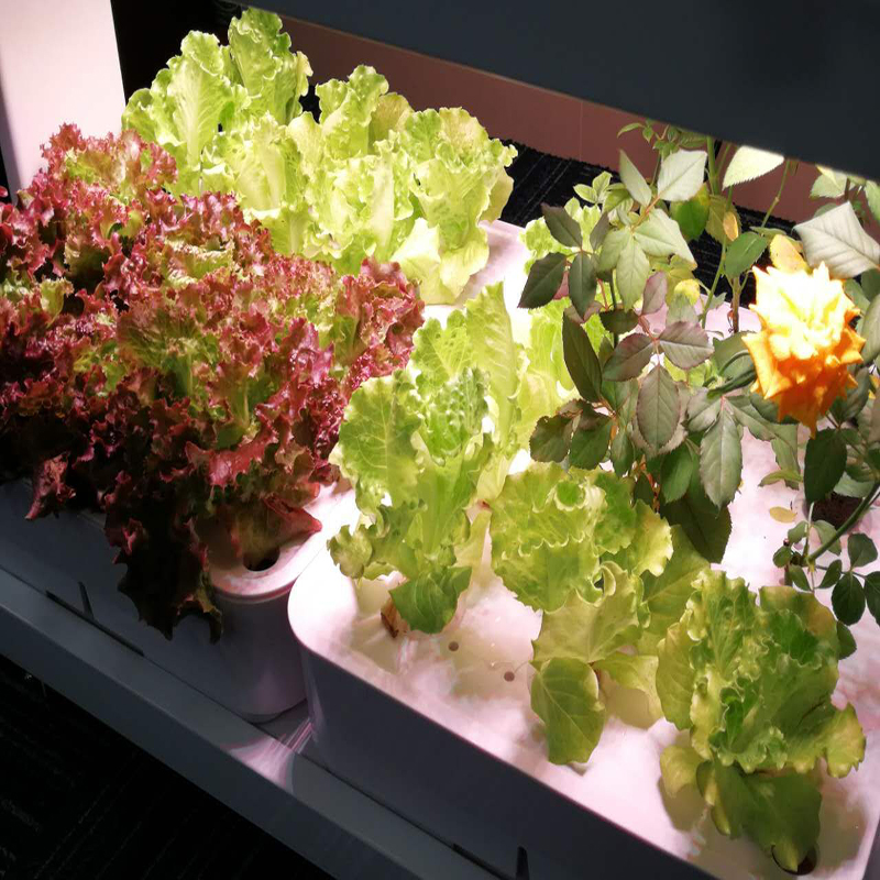 Indoor Home Smart Herb Garden  - Aquaponics Home Kit incelemesi ve fiyatı